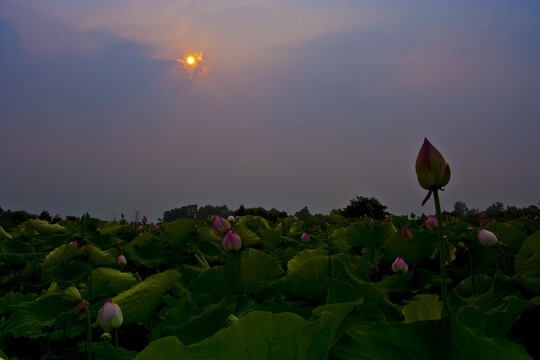 夕陽朝陽云彩荷花
