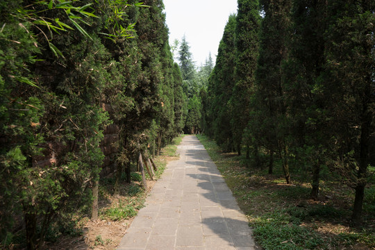 樹(shù)林
