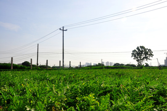 西瓜地 農(nóng)田