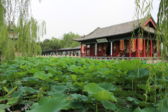 大明湖荷花