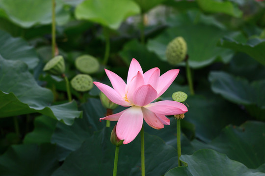 荷花