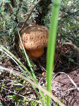 野生黑牛肝