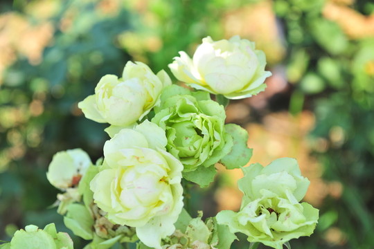 月季花