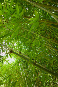 竹節(jié)
