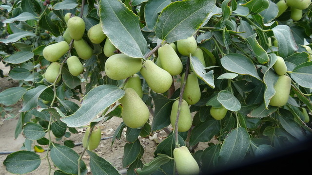 新疆和田大棗