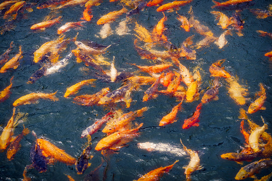 魚(yú)群
