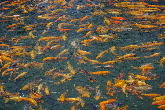 魚群