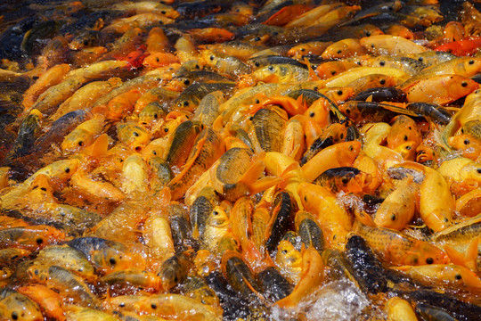 魚群