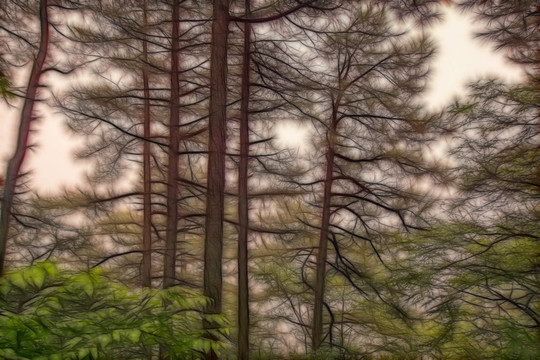 樹林抽象畫 不分層
