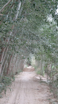 新疆維吾爾村落環(huán)境