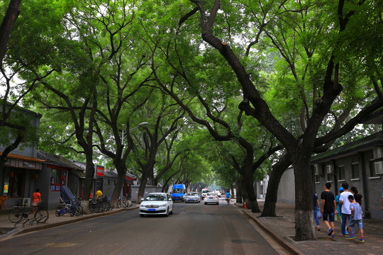 北池子大街林蔭大道