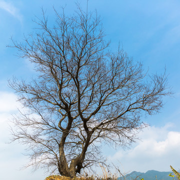 一棵大樹(shù)