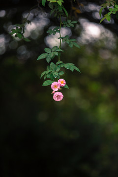 一枝薔薇