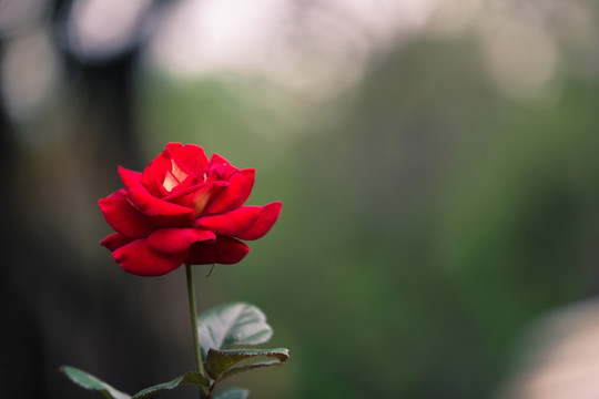 月季花