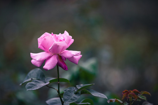 月季花