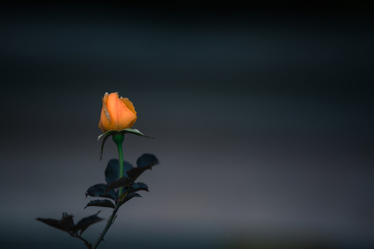 月季花