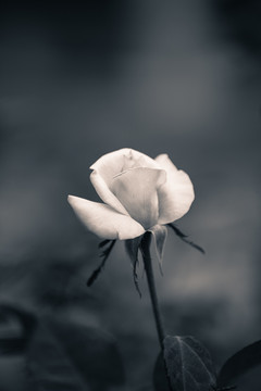 月季花