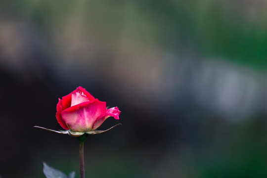 月季花