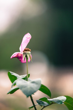 月季花