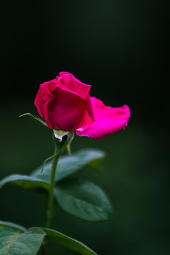 月季花