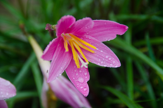 蔥蘭花
