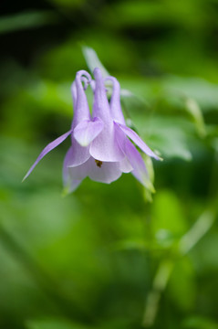耬斗菜花