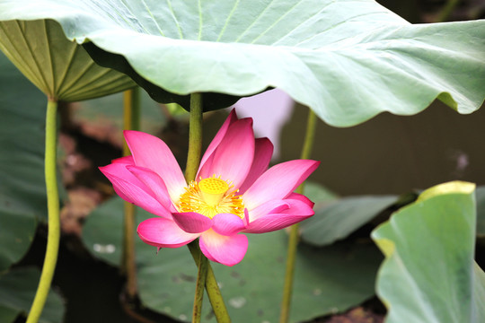 荷花