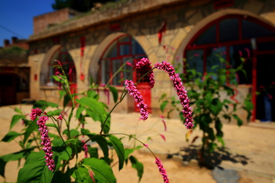 麥穗花