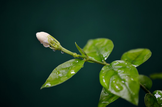 茉莉花