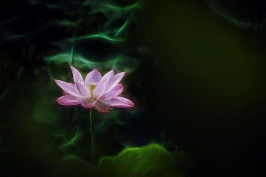 荷花