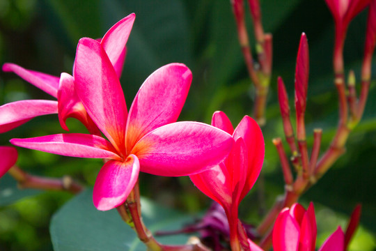 粉紅色雞蛋花