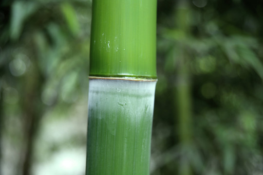 竹子 竹節(jié)