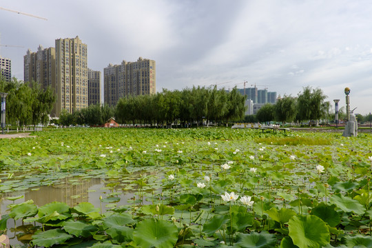綠色城市