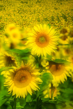 向陽花