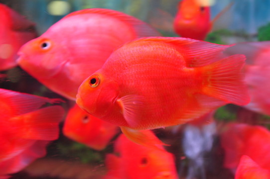 鸚鵡魚