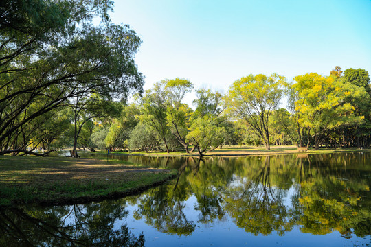 森林公園 濕地