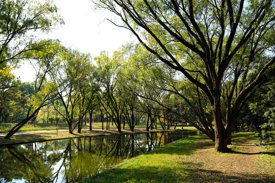 森林公園 濕地