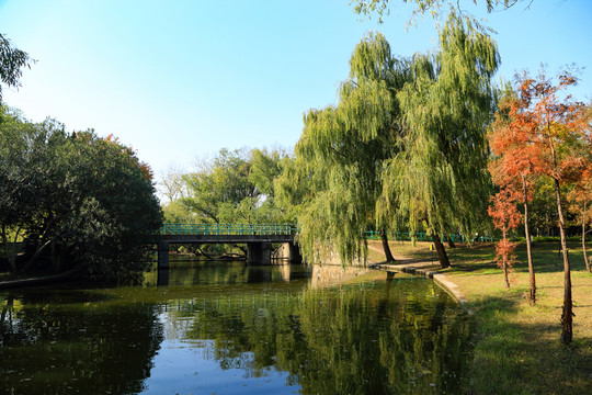 森林公園 濕地