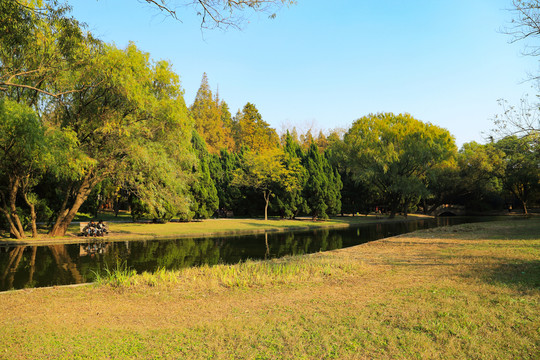 森林公園 濕地