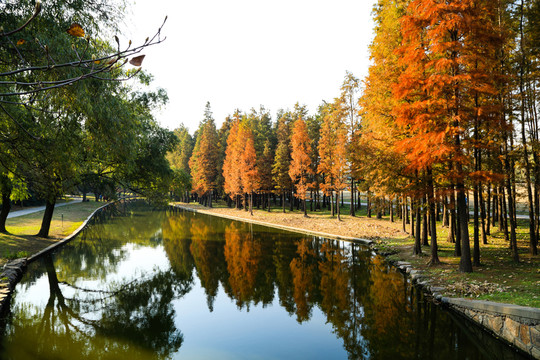 森林公園 濕地