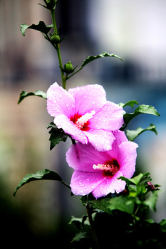 花卉