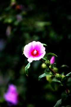 花卉