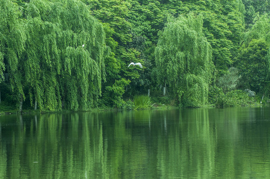春綠