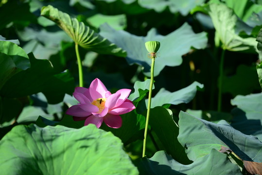 荷花