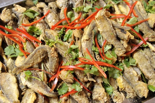小黃魚
