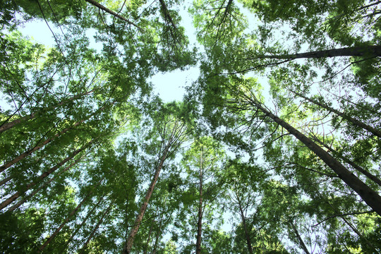 樹林 樹冠