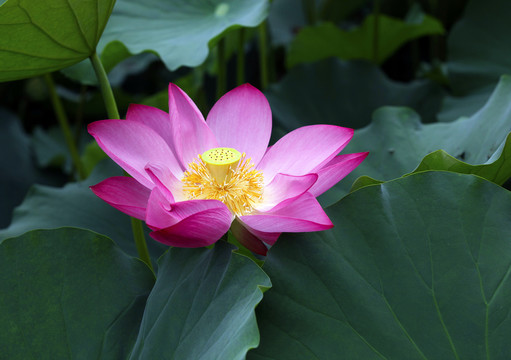 荷花