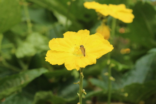 絲瓜花上的昆蟲
