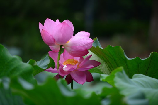 雙生荷