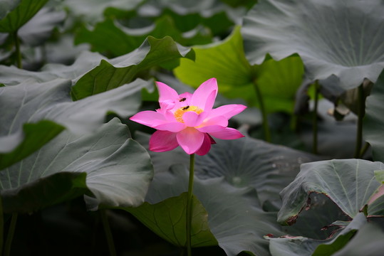 荷花